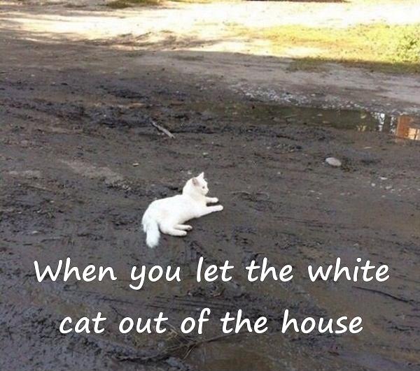 When you let the white cat out of the house