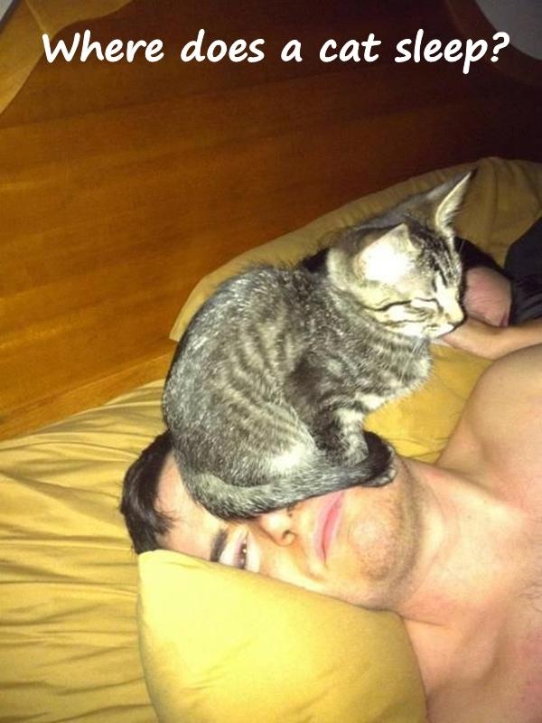 Where does a cat sleep