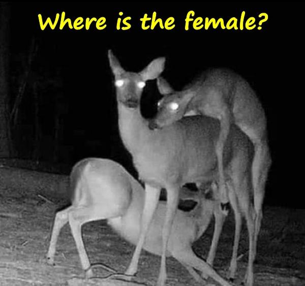 Where is the female