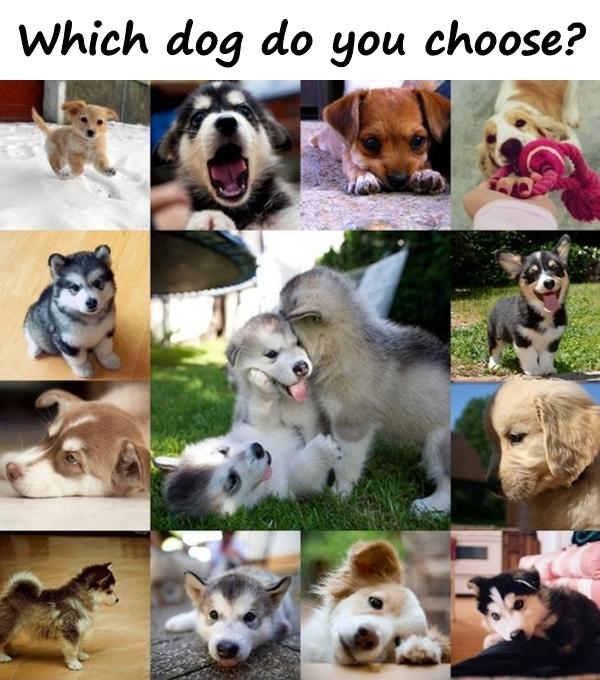 Which dog do you choose