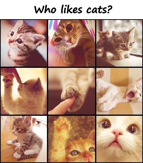 Who likes cats