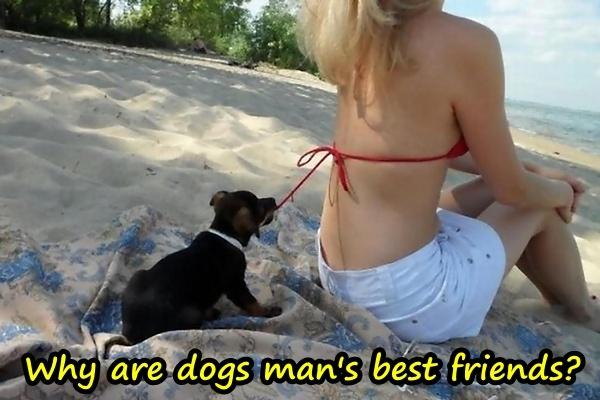 Why are dogs man's best friends