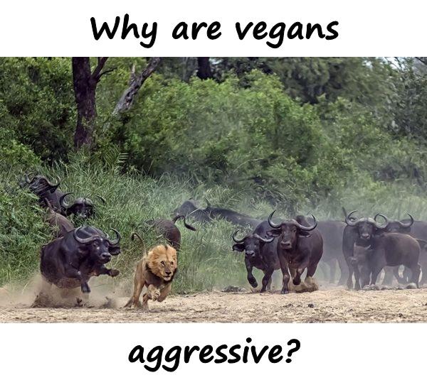 Why are vegans aggressive