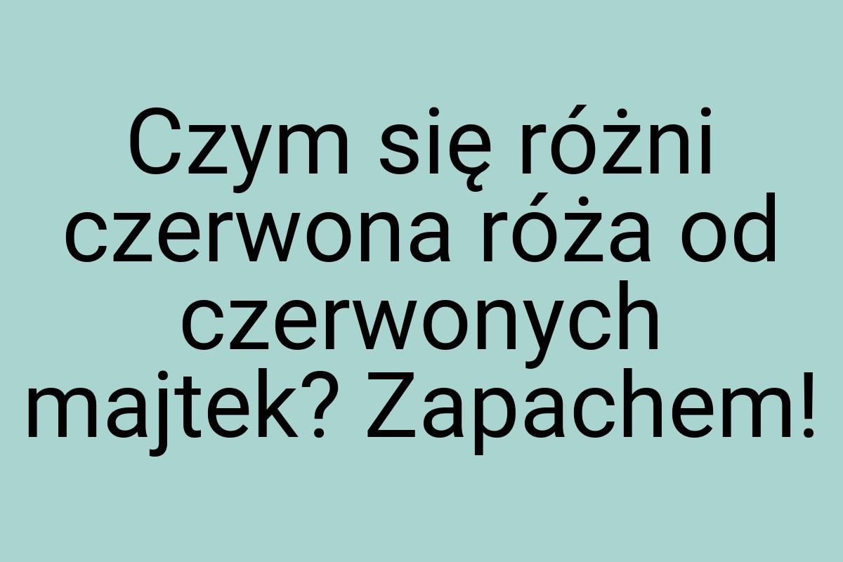 Czym się różni czerwona róża od czerwonych majtek? Zapachem