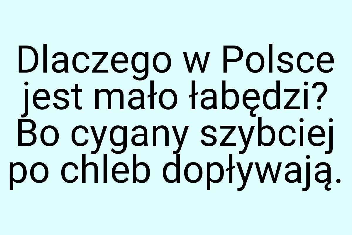 Dlaczego w Polsce jest mało łabędzi? Bo cygany szybciej po