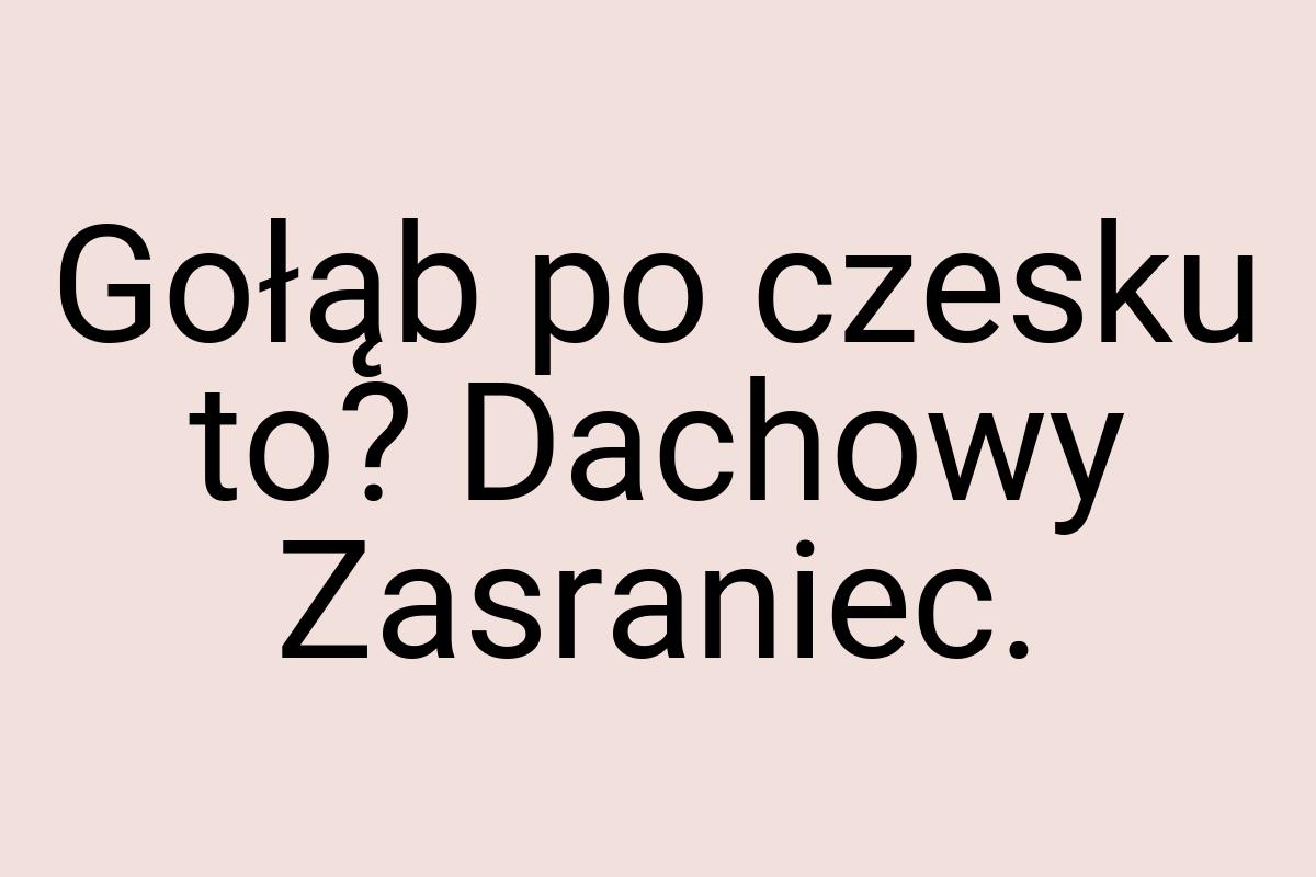 Gołąb po czesku to? Dachowy Zasraniec