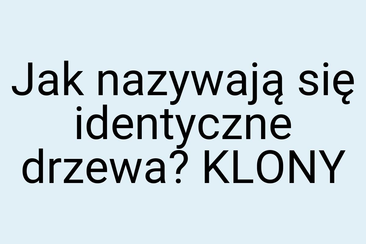 Jak nazywają się identyczne drzewa? KLONY