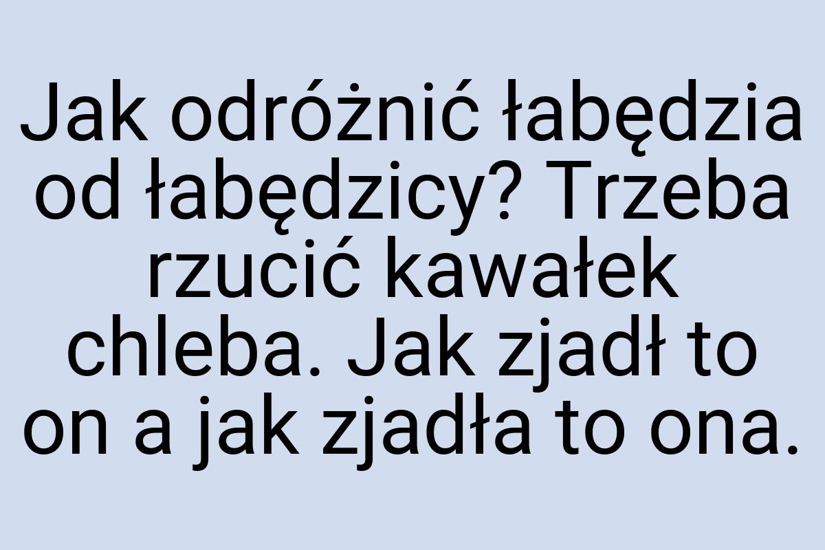 Jak odróżnić łabędzia od łabędzicy? Trzeba rzucić kawałek