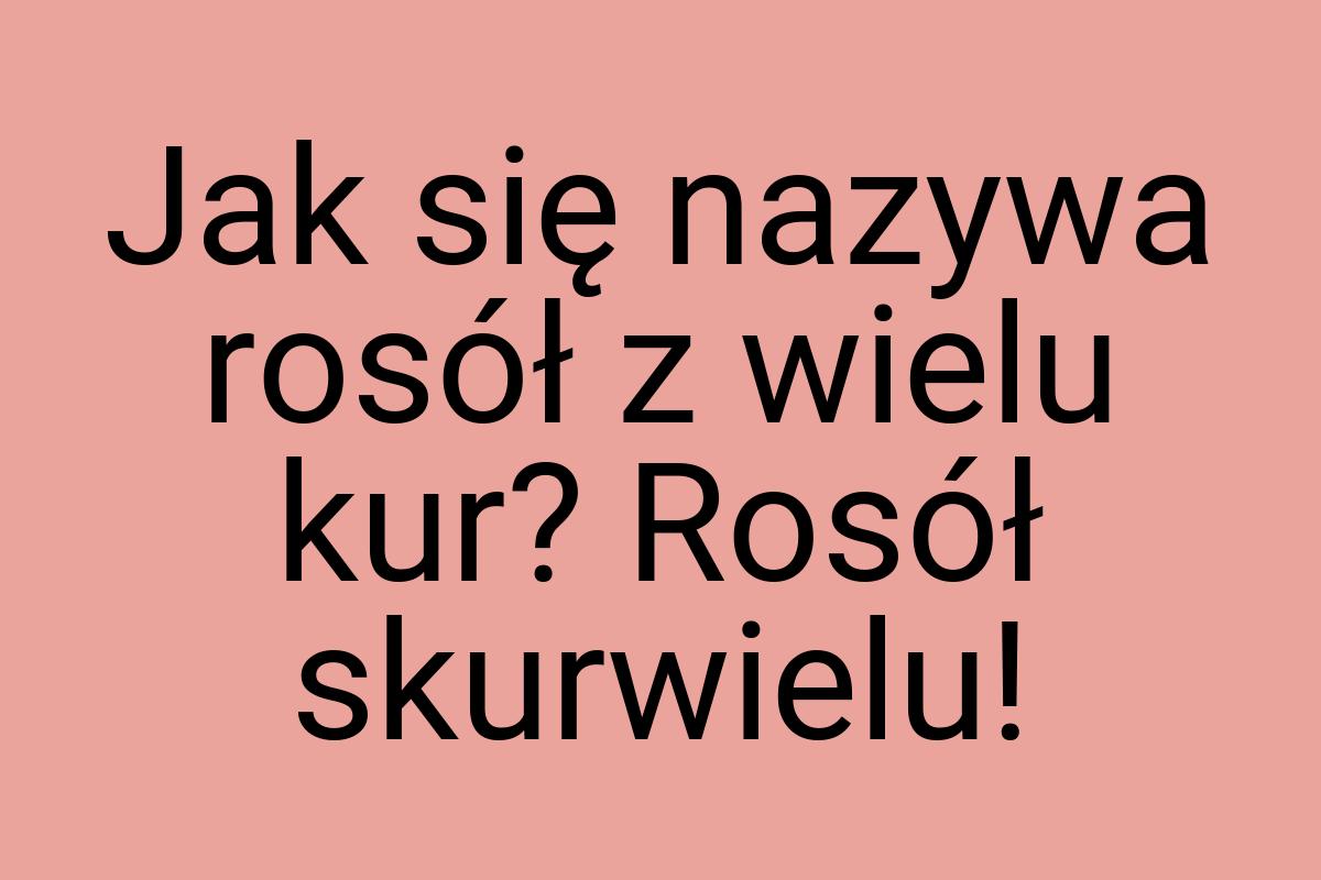 Jak się nazywa rosół z wielu kur? Rosół skurwielu