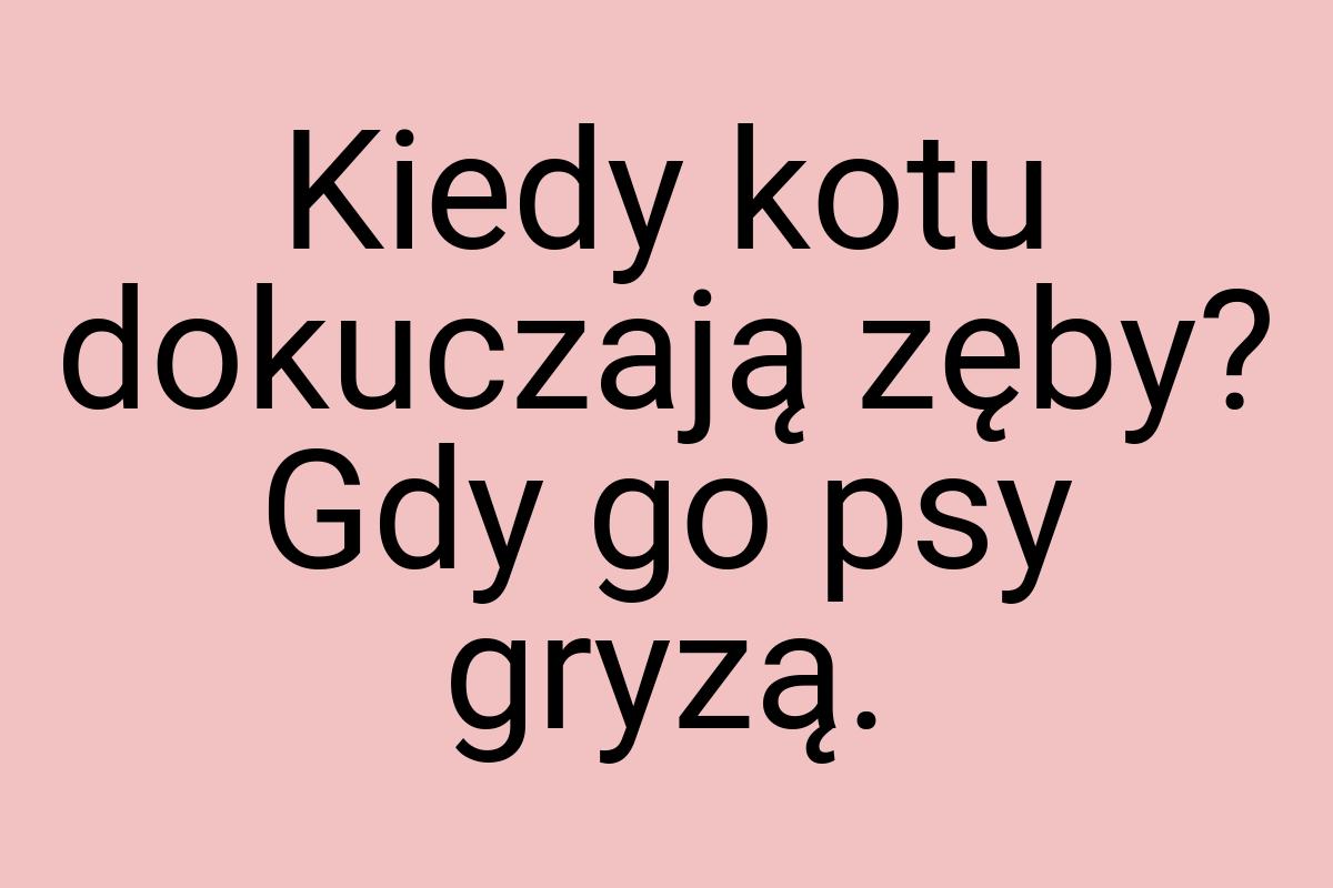 Kiedy kotu dokuczają zęby? Gdy go psy gryzą