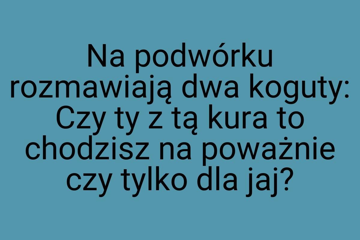 Na podwórku rozmawiają dwa koguty: Czy ty z tą kura to