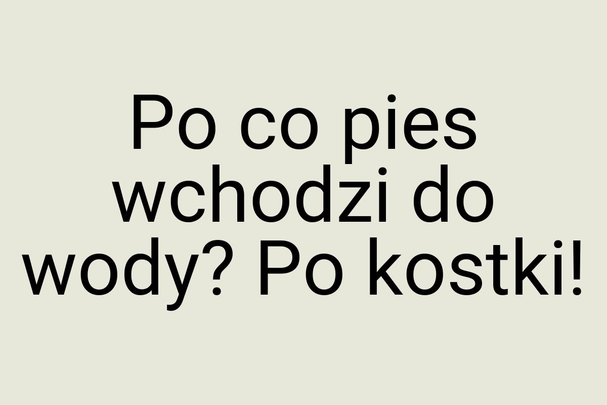 Po co pies wchodzi do wody? Po kostki