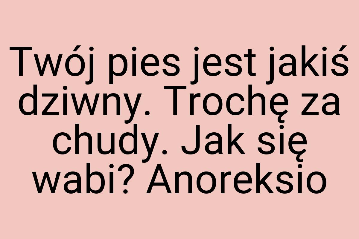 Twój pies jest jakiś dziwny. Trochę za chudy. Jak się wabi