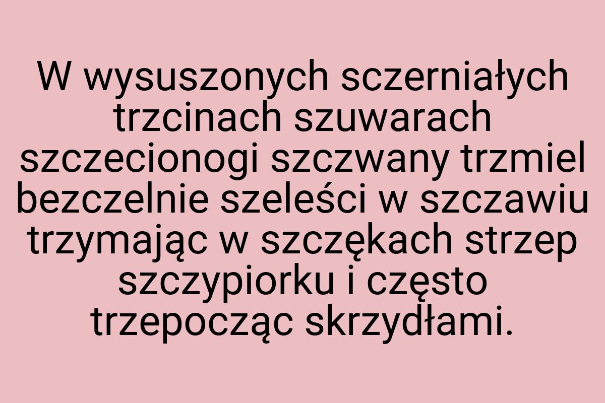 W wysuszonych sczerniałych trzcinach szuwarach szczecionogi