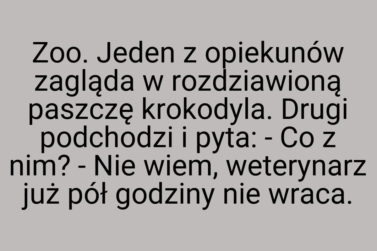 Zoo. Jeden z opiekunów zagląda w rozdziawioną paszczę