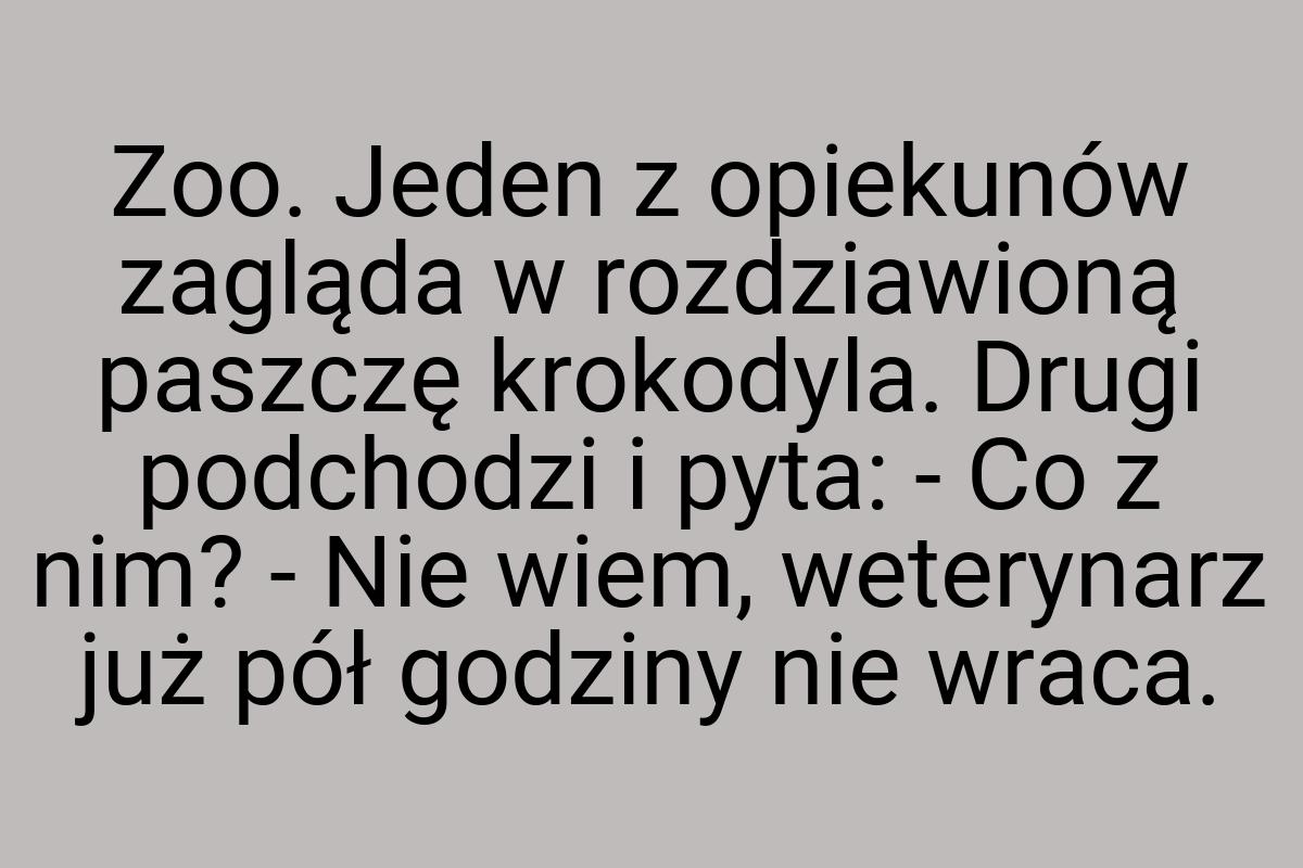 Zoo. Jeden z opiekunów zagląda w rozdziawioną paszczę