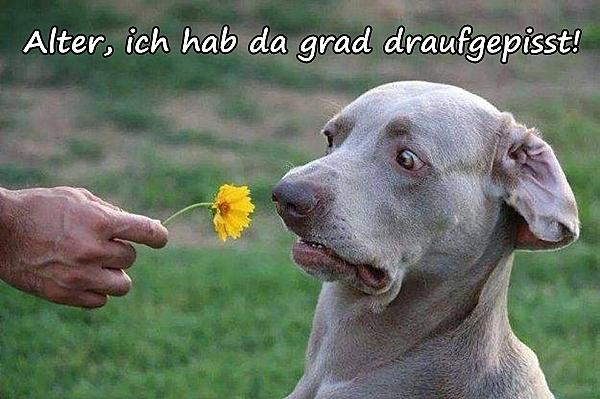 Alter, ich hab da grad draufgepisst