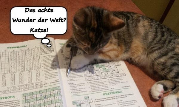 Das achte Wunder der Welt? Katze