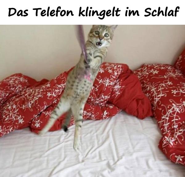 Das Telefon klingelt im Schlaf