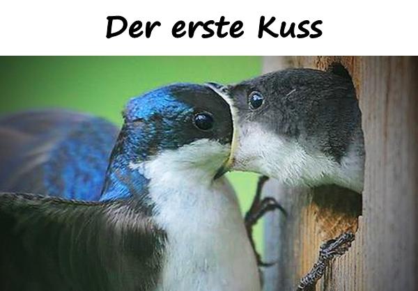 Der erste Kuss