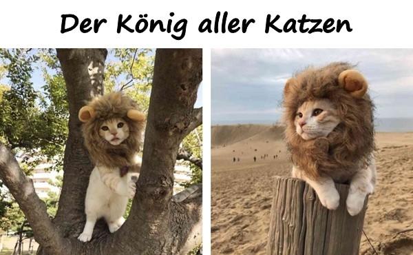 Der König aller Katzen