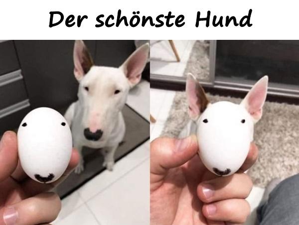 Der schönste Hund