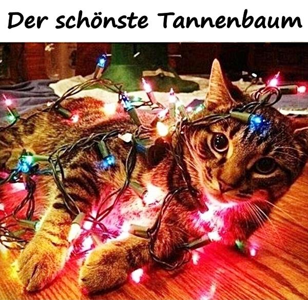 Der schönste Tannenbaum