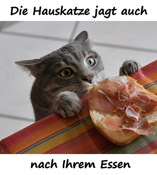 Die Hauskatze jagt auch nach Ihrem Essen