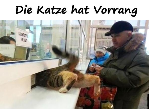 Die Katze hat Vorrang