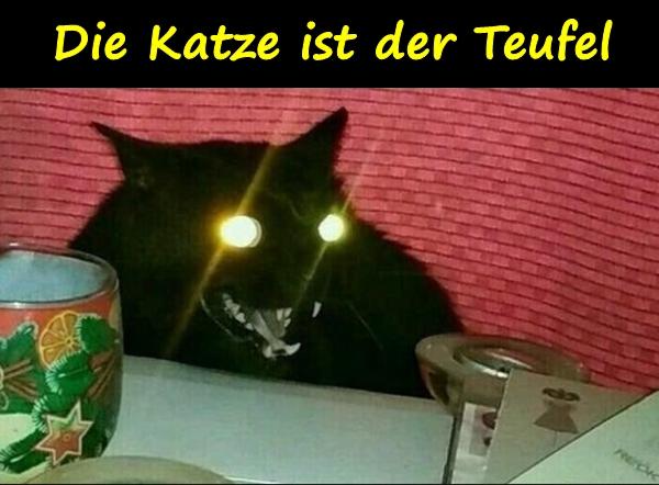 Die Katze ist der Teufel