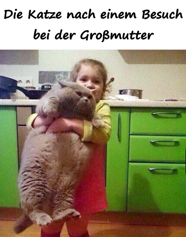 Die Katze nach einem Besuch bei der Großmutter