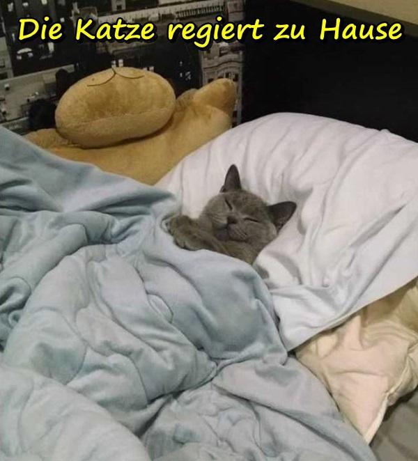 Die Katze regiert zu Hause