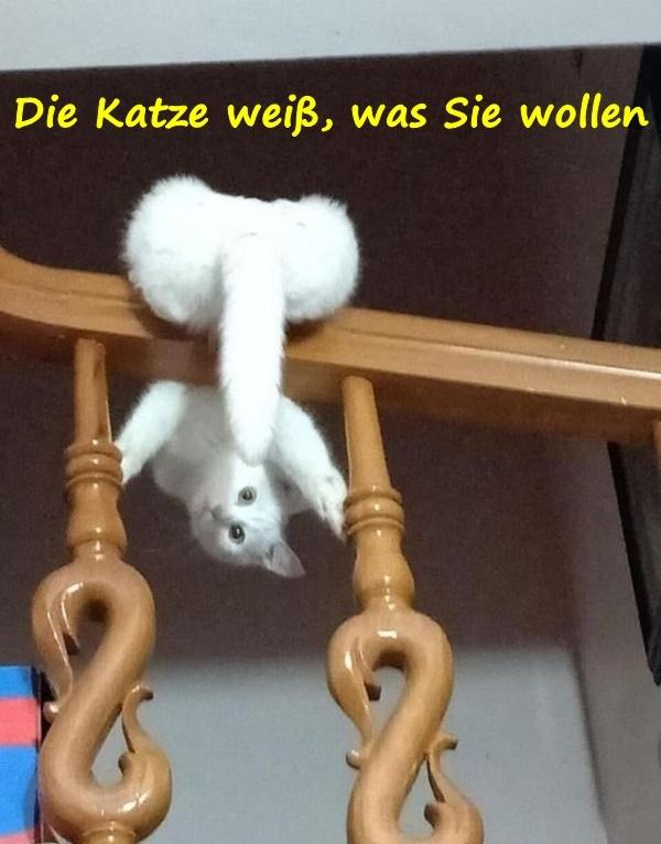 Die Katze weiß, was Sie wollen