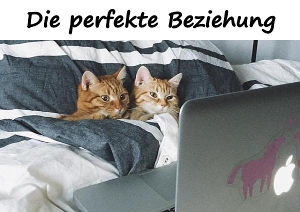 Die perfekte Beziehung