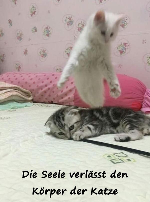 Die Seele verlässt den Körper der Katze