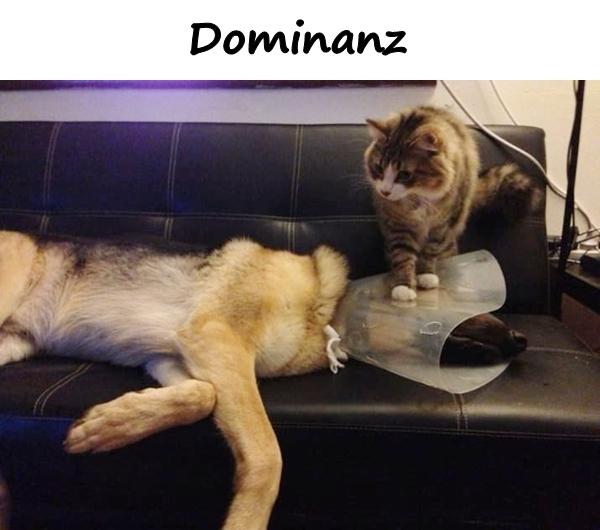 Dominanz