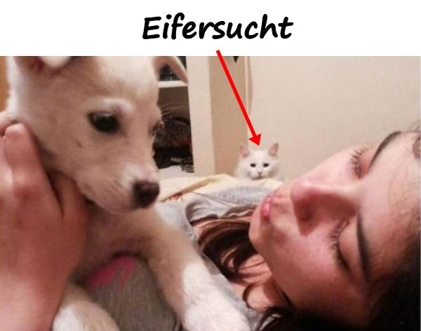 Eifersucht