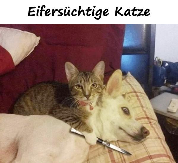 Eifersüchtige Katze