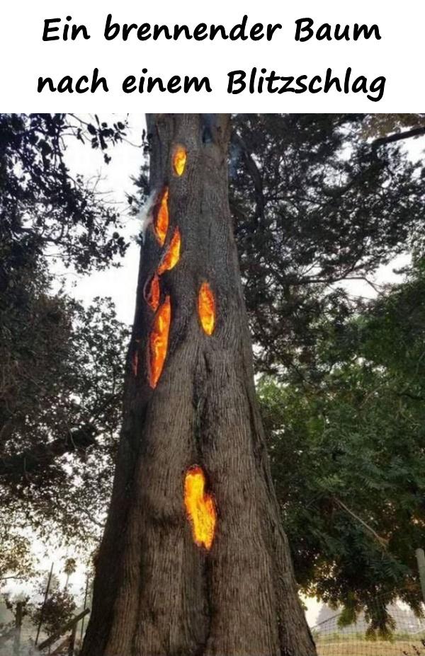 Ein brennender Baum nach einem Blitzschlag