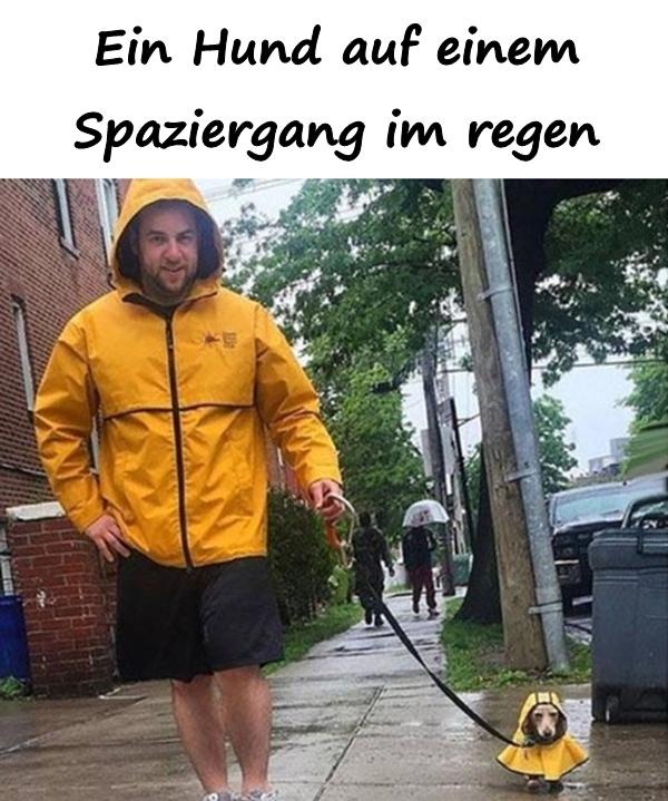 Ein Hund auf einem Spaziergang im regen