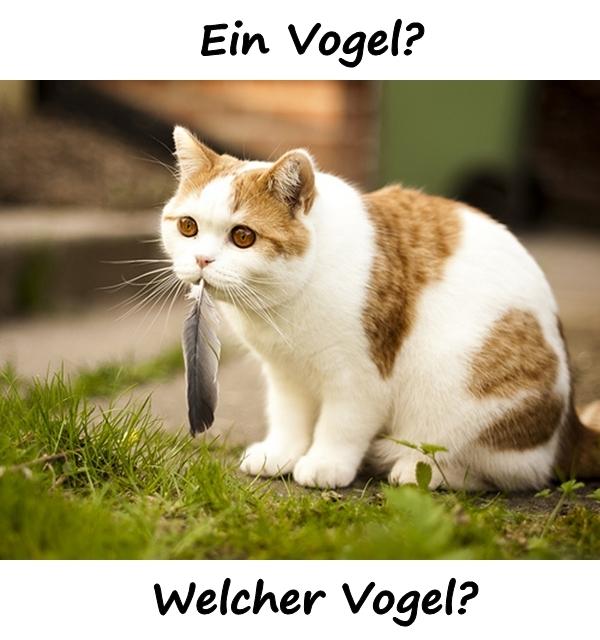 Ein Vogel? Welcher Vogel