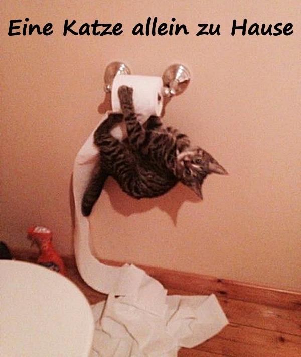 Eine Katze allein zu Hause