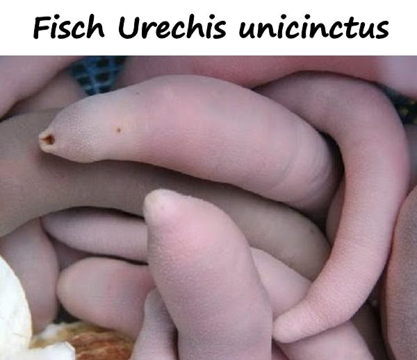 Fisch Urechis unicinctus