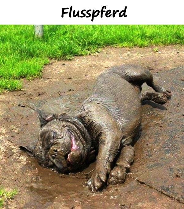 Flusspferd