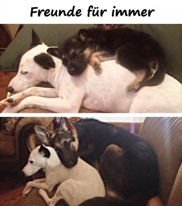 Freunde für immer