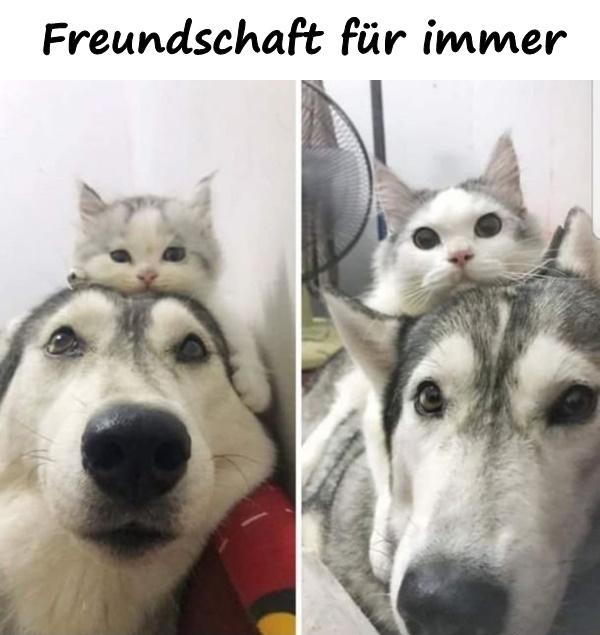 Freundschaft für immer