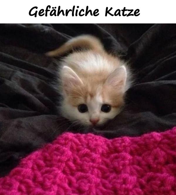 Gefährliche Katze