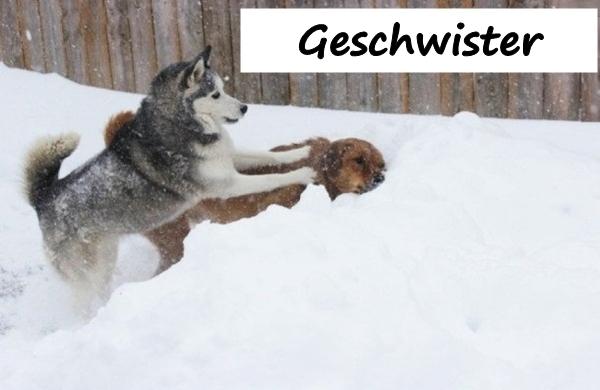 Geschwister