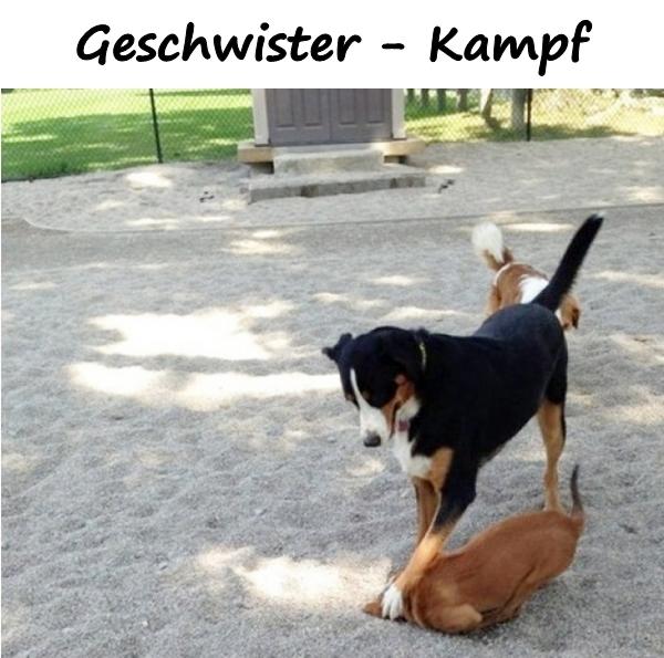 Geschwister - Kampf