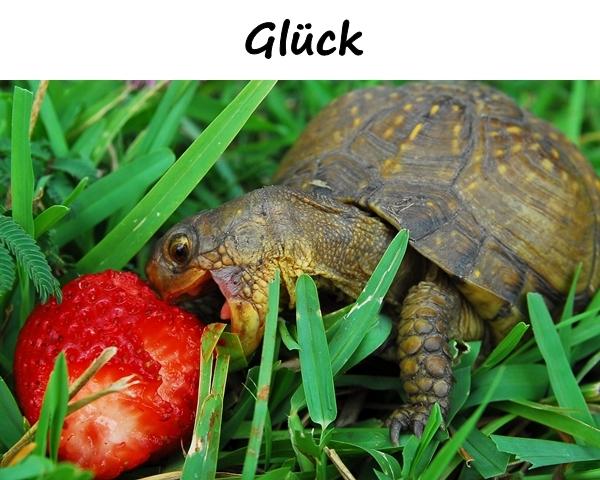 Glück